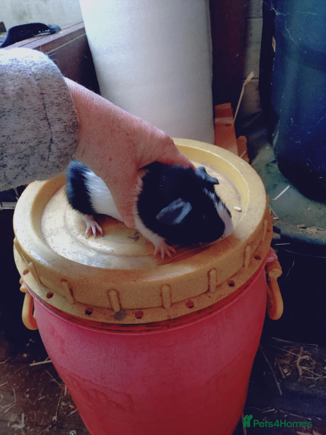 Guinea Pig rodents for sale: Males baby's and a female baby - Advert 2