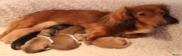 Miniature Dachshund dogs for sale: 5*Licensed+CREAM+LONGHAIR+Kc+PRACLEAR+VetChecked - Advert 1
