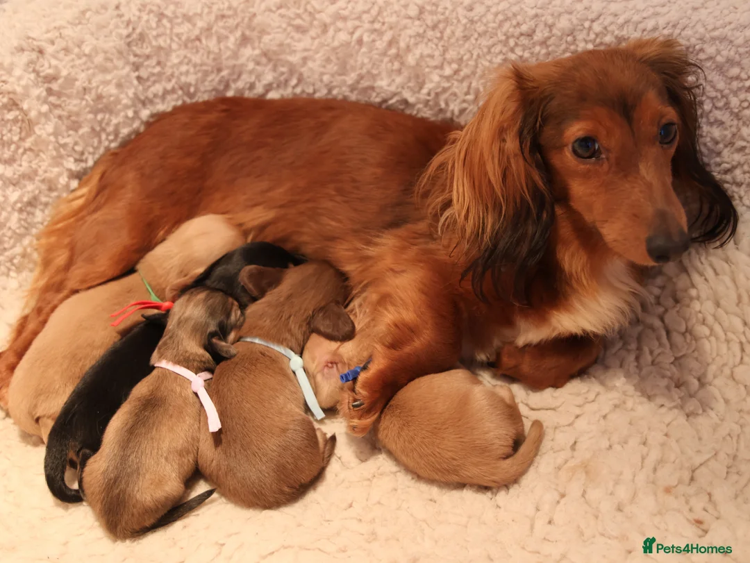 Miniature Dachshund dogs for sale: 5*Licensed+CREAM+LONGHAIR+Kc+PRACLEAR+VetChecked - Advert 1