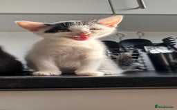 American Shorthair cats for sale: Mr Rhys  - Image 8