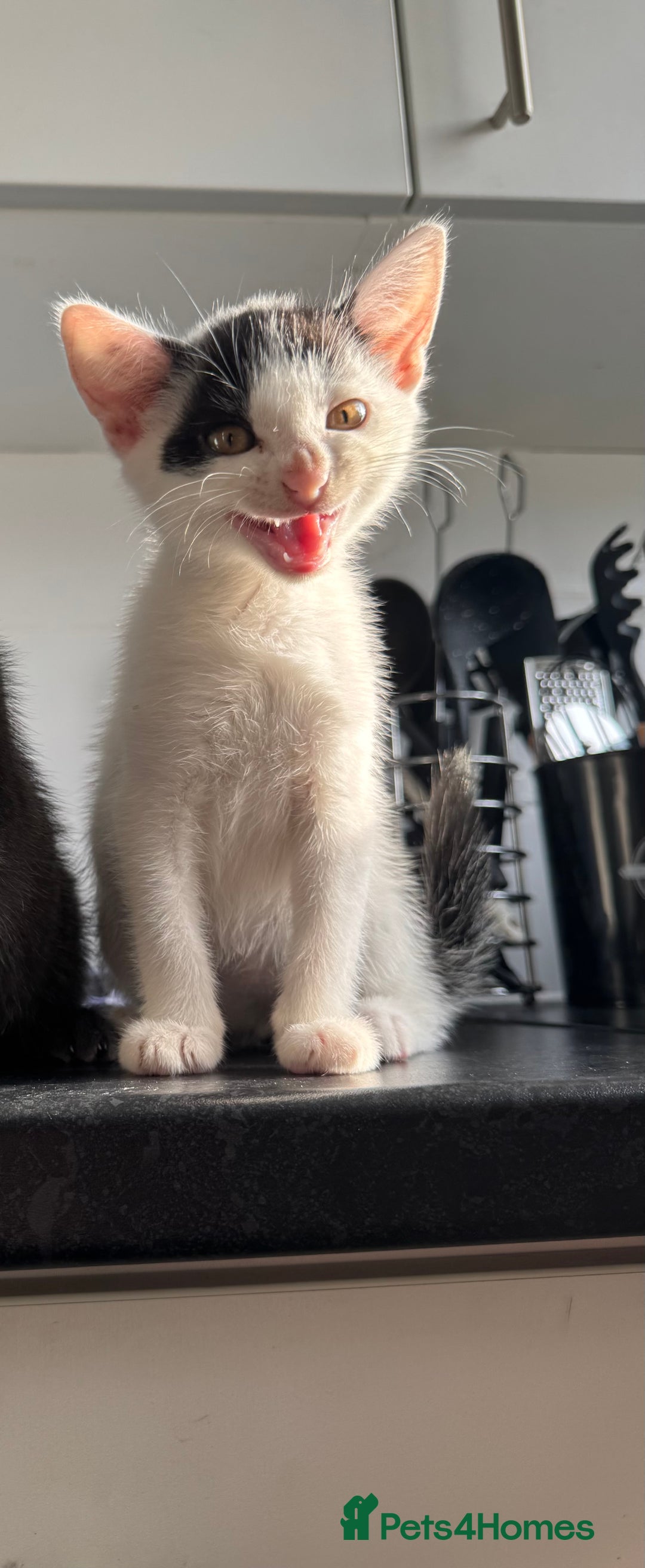 American Shorthair cats for sale: Mr Rhys  - Image 8