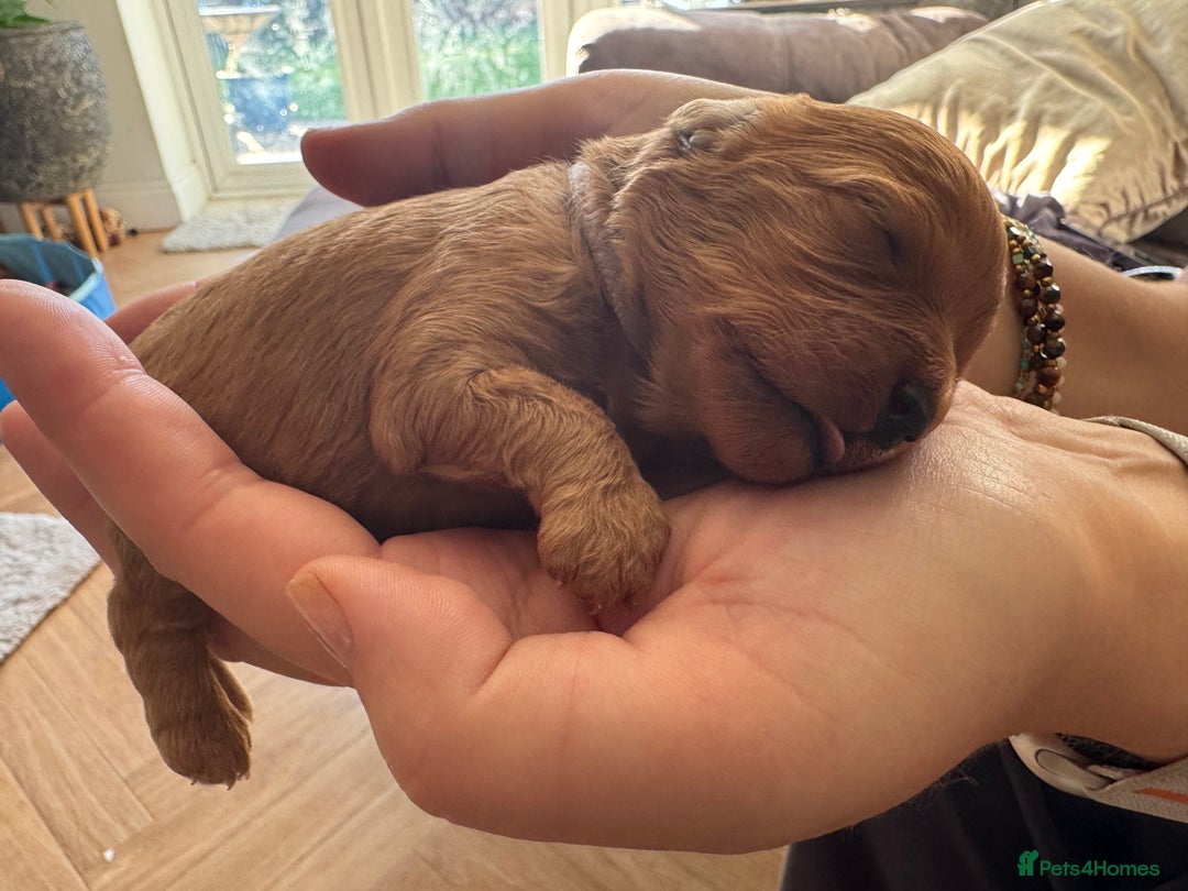 Cavapoo dogs for sale: Cavapoo puppies  - Image 2