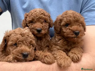 Toy Poodle dogs Outstanding KC red toy poodle puppies 🐩 - Advert 3