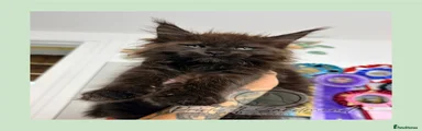 Maine Coon 3