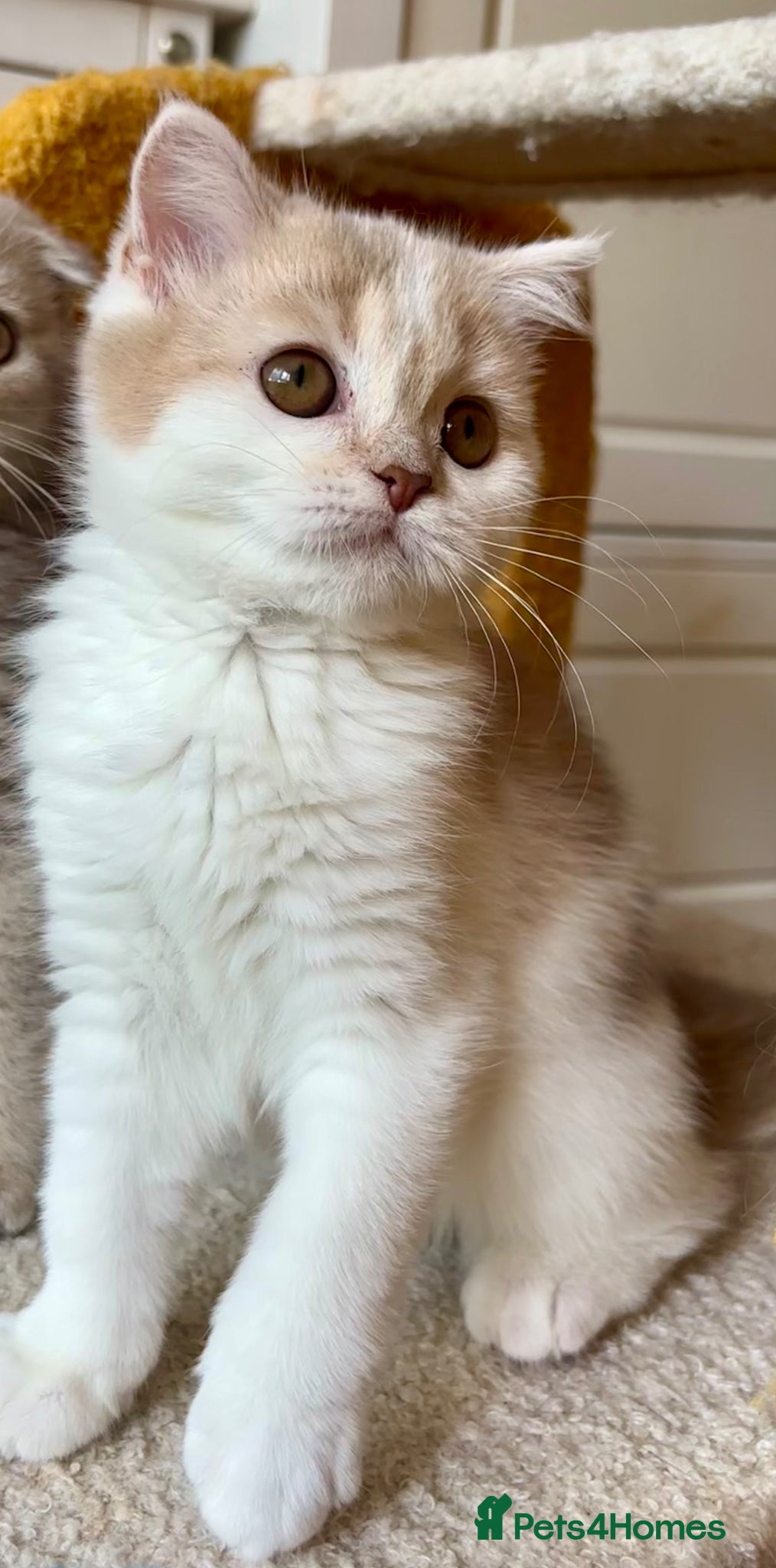 Scottish Fold cats Pedigree Adorable Scottish Fold Kittens  - Advert 14