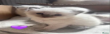Ragdoll Kitten 5