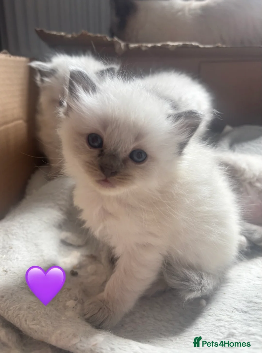 Ragdoll cats for sale: 5 Bluepoint Ragdoll kittens  - Advert 2