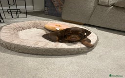 Miniature Dachshund dogs for sale: Miniature dachshund buy puppy  - Image 2