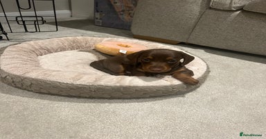 Miniature Dachshund dogs - Advert 16