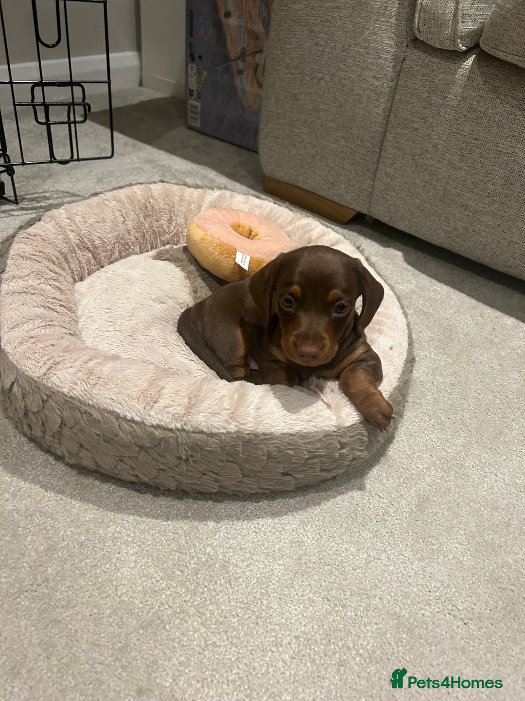 Miniature Dachshund dogs for sale: Miniature dachshund buy puppy  - Image 2