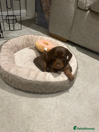 Miniature Dachshund dogs Miniature dachshund buy puppy - Advert 2