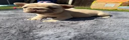 French Bulldog dogs for sale: Kc Health clear Pink Fluffy Producers  - Advert 14