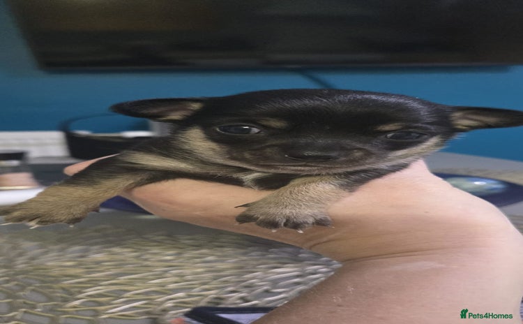 Chihuahua dogs - Advert 2