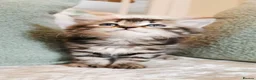 Maine Coon cats for sale: 🐾 Beautiful Maine Coon Kittens 🐾 - Advert 36