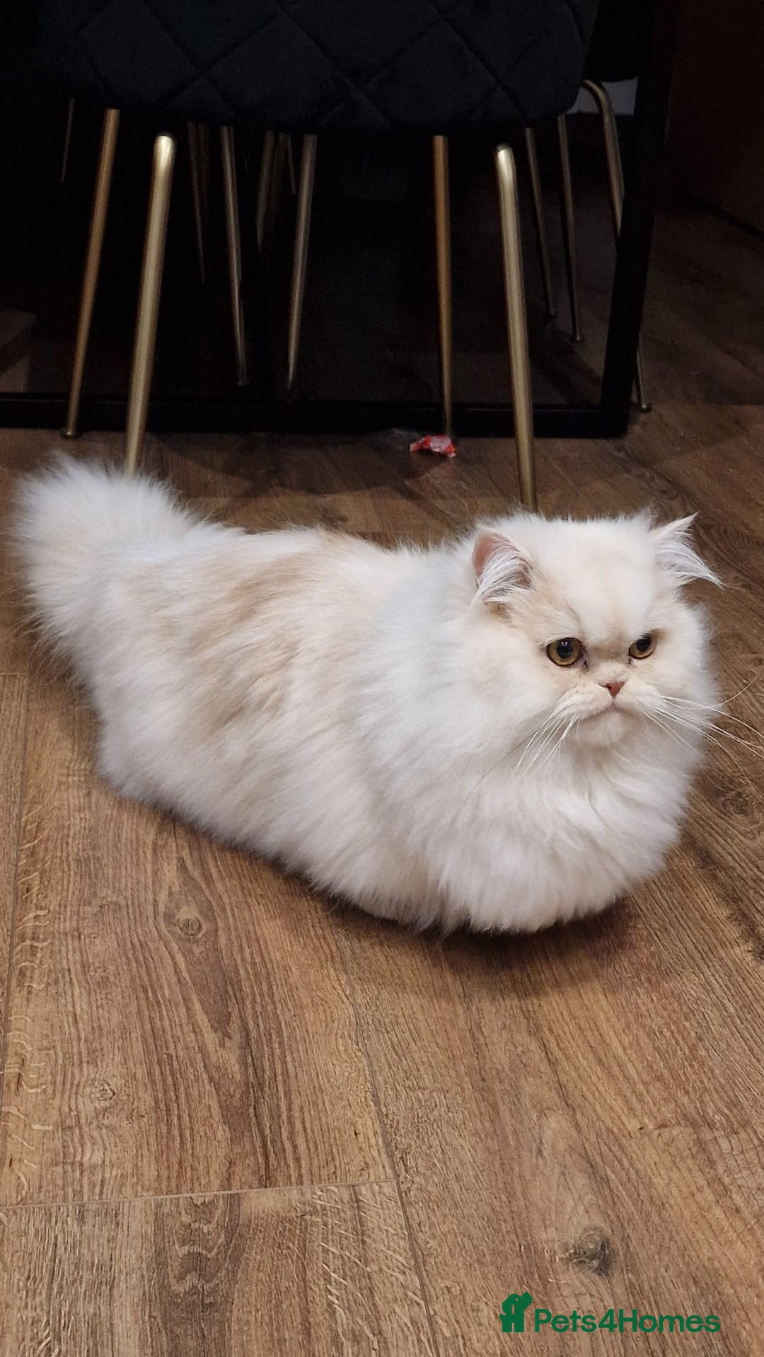 Munchkin cats for sale: Munchkin Persian male cat - Advert 7