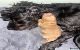 Mixed Breed dogs for sale: Cockapoochon puppies - Image 5