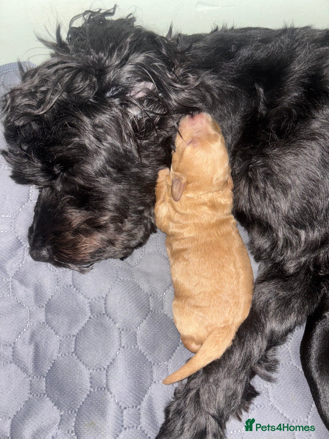 Mixed Breed dogs for sale: Cockapoochon puppies - Image 5