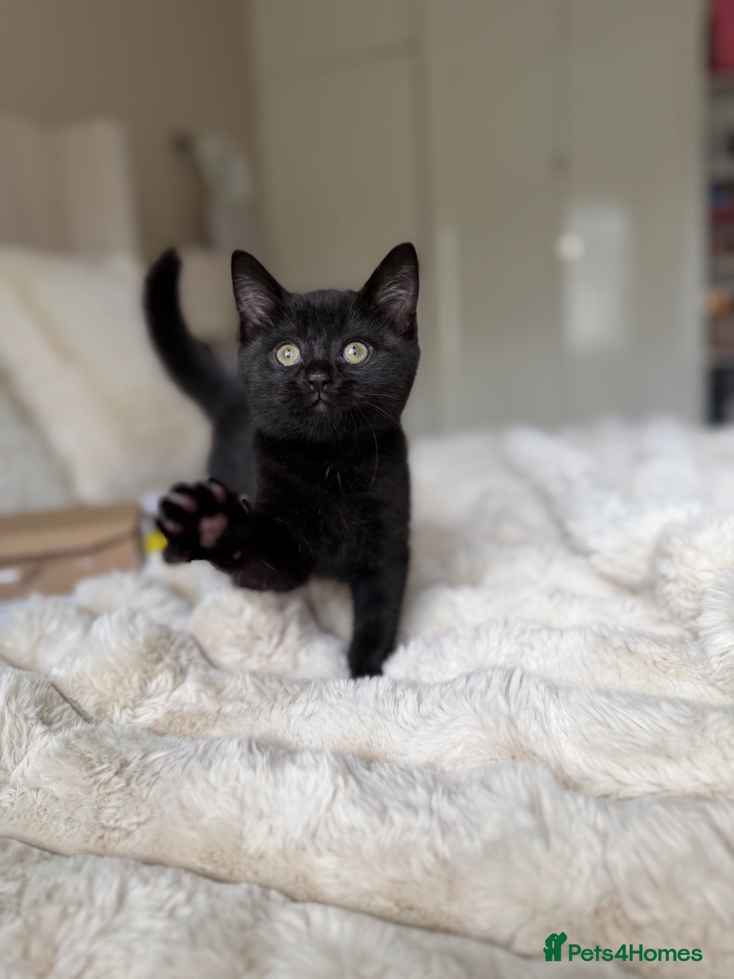Scottish Fold cats Gorgeous black Scottish straights  - Advert 3