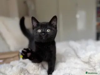 Scottish Fold cats Gorgeous black Scottish straights - Advert 3