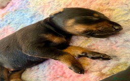 Dobermann dogs for sale: KC registered health tested Doberman puppies - Image 8