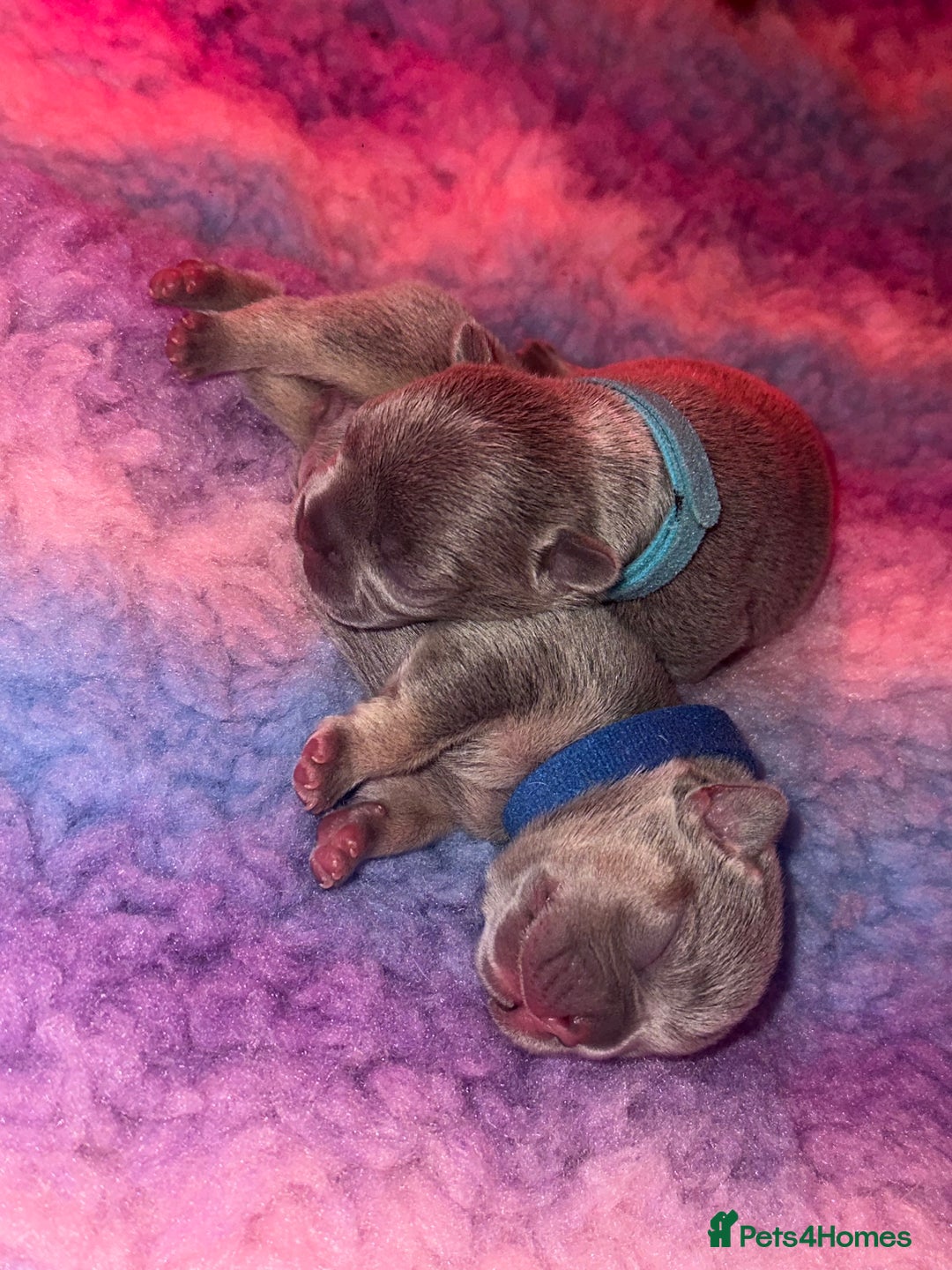 French Bulldog dogs for sale: 2nd litter of ⭐Jesus⭐️ natk9 frenchies - Image 10