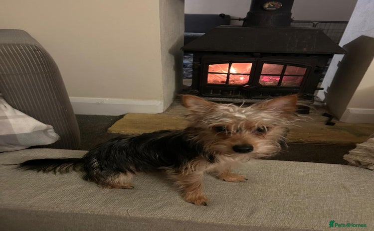 Mixed Breed dogs Yorkie crossed jack Russell  - Advert 6