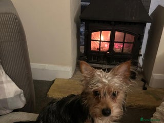 Mixed Breed dogs Yorkie crossed jack Russell - Advert 1