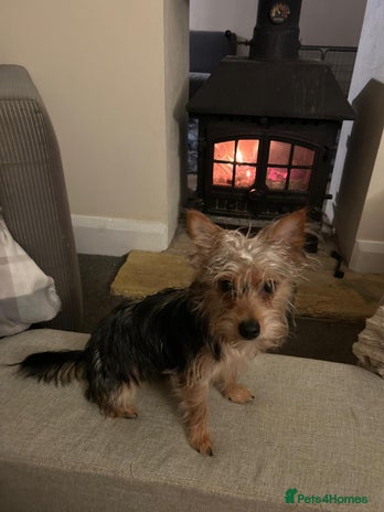 Mixed Breed dogs Yorkie crossed jack Russell - Advert 1