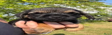 Border Terrier 4
