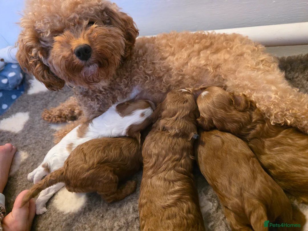 Cavapoo dogs for sale: Small F2 Cavapoo Puppies – Family Raised - Advert 38