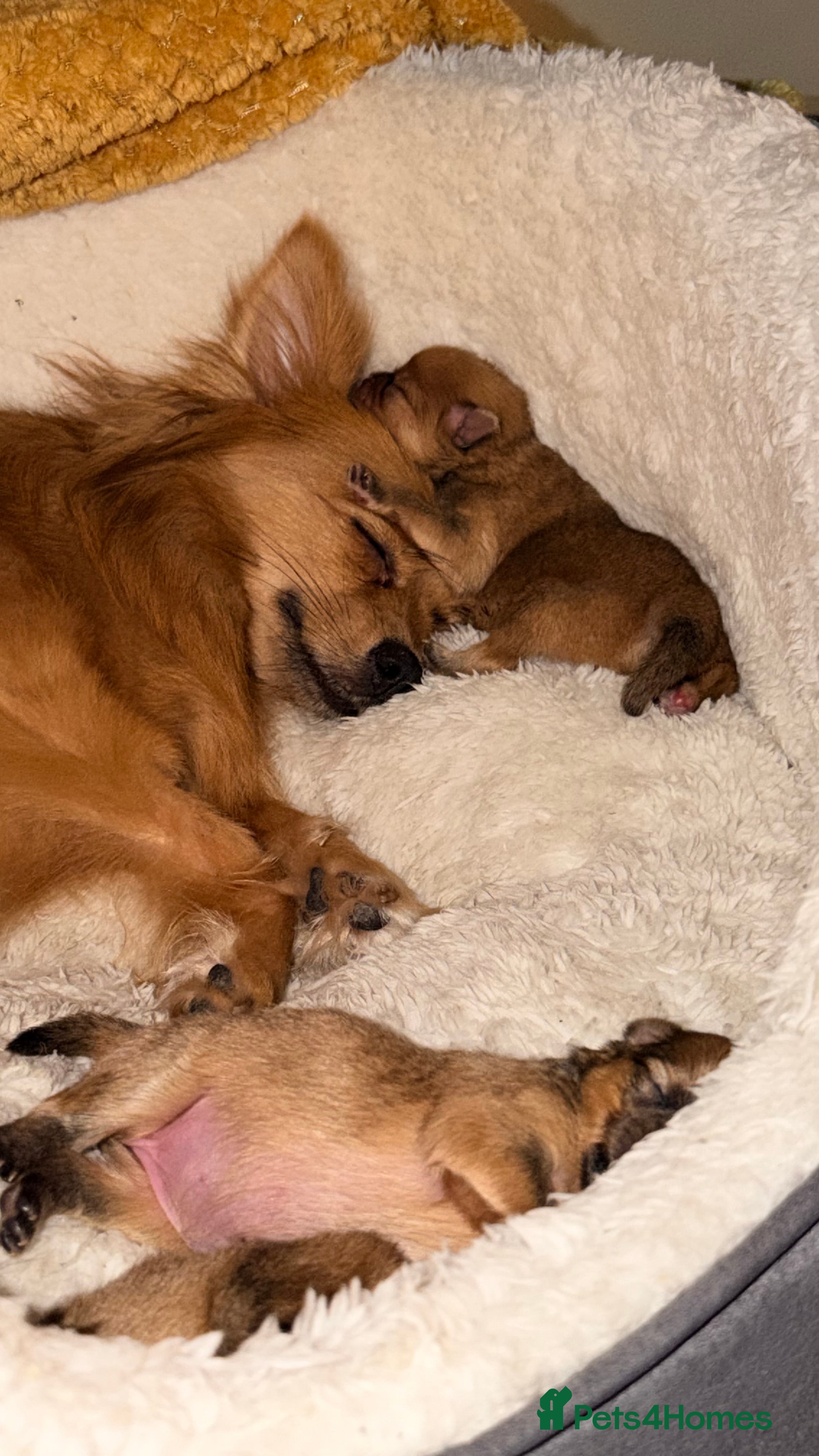 Pomeranian dogs Beautiful Pomeranian puppies - Advert 16