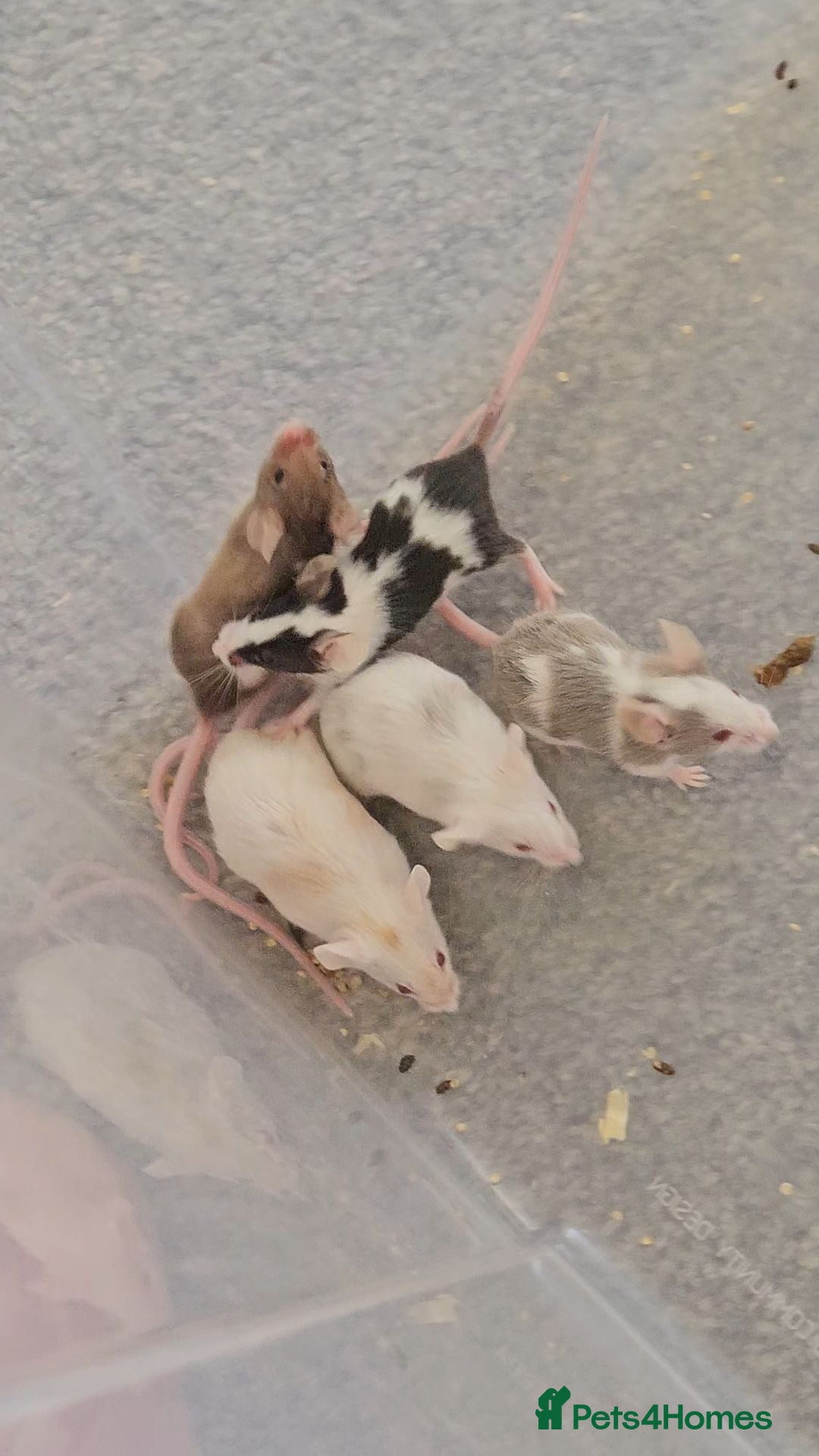 Mouse rodents Baby female fancy mice  - Advert 11