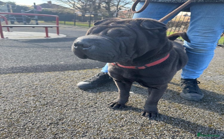 Shar Pei dogs for sale - Advert 1