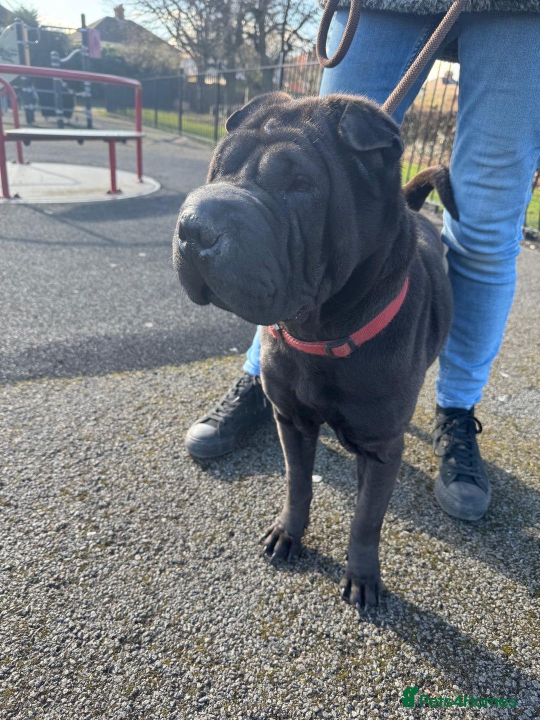 Shar Pei dogs for sale: Shar pi Rosie - Image 1