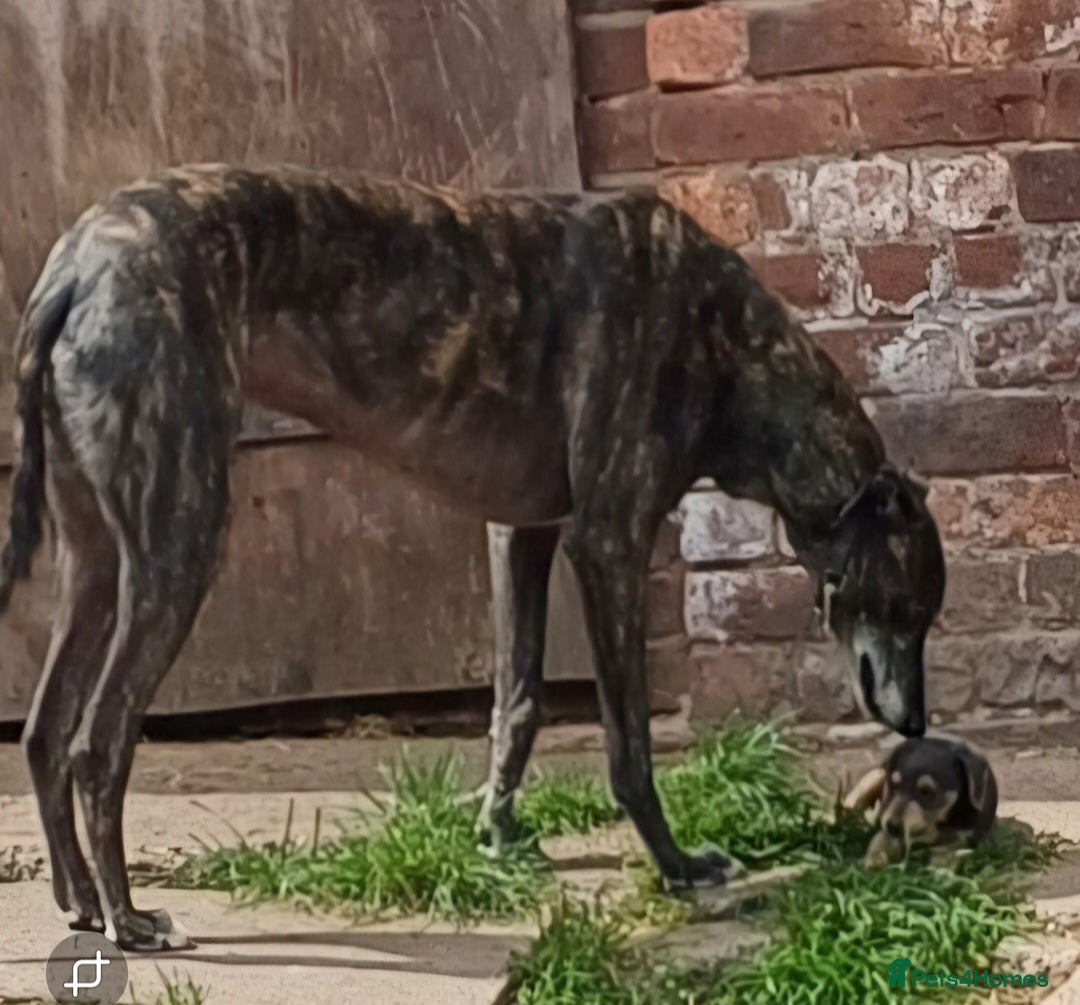 Greyhound dogs for sale: Ex racer looking for a new sofa - Advert 11