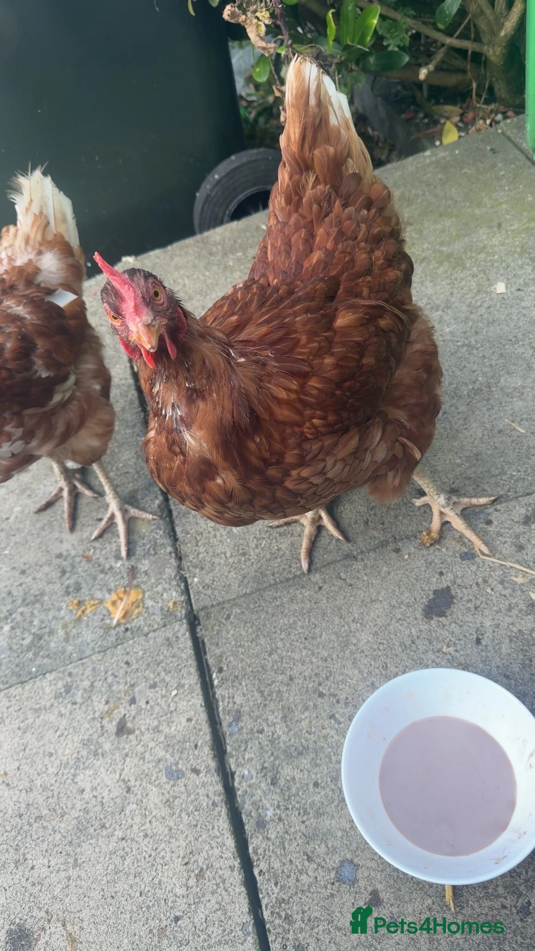 Mixed Breed birds for sale: 5 hens  in Rochdale - Advert 2