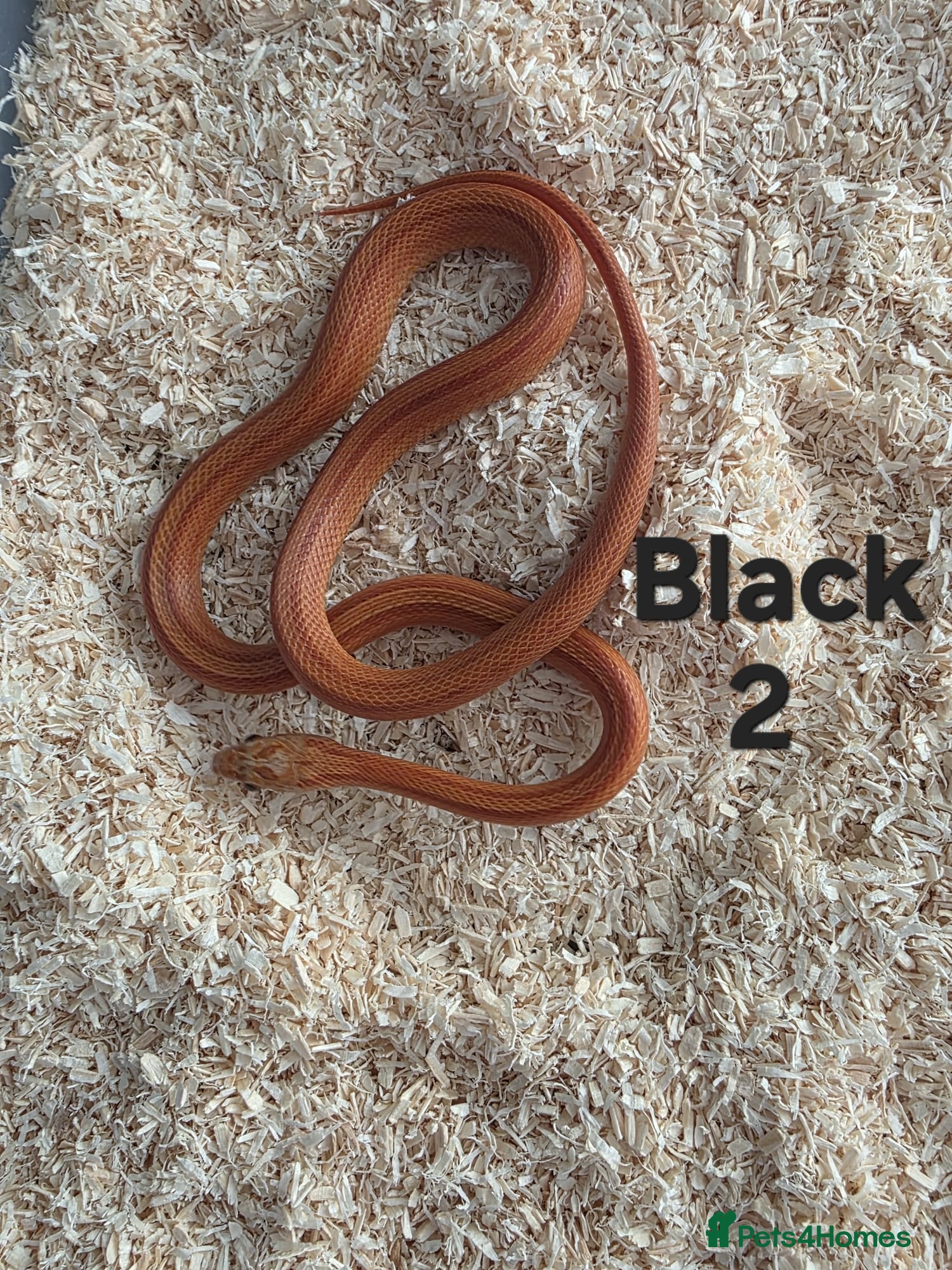 Corn Snake reptiles Various Cornsnakes avilable  - Advert 2