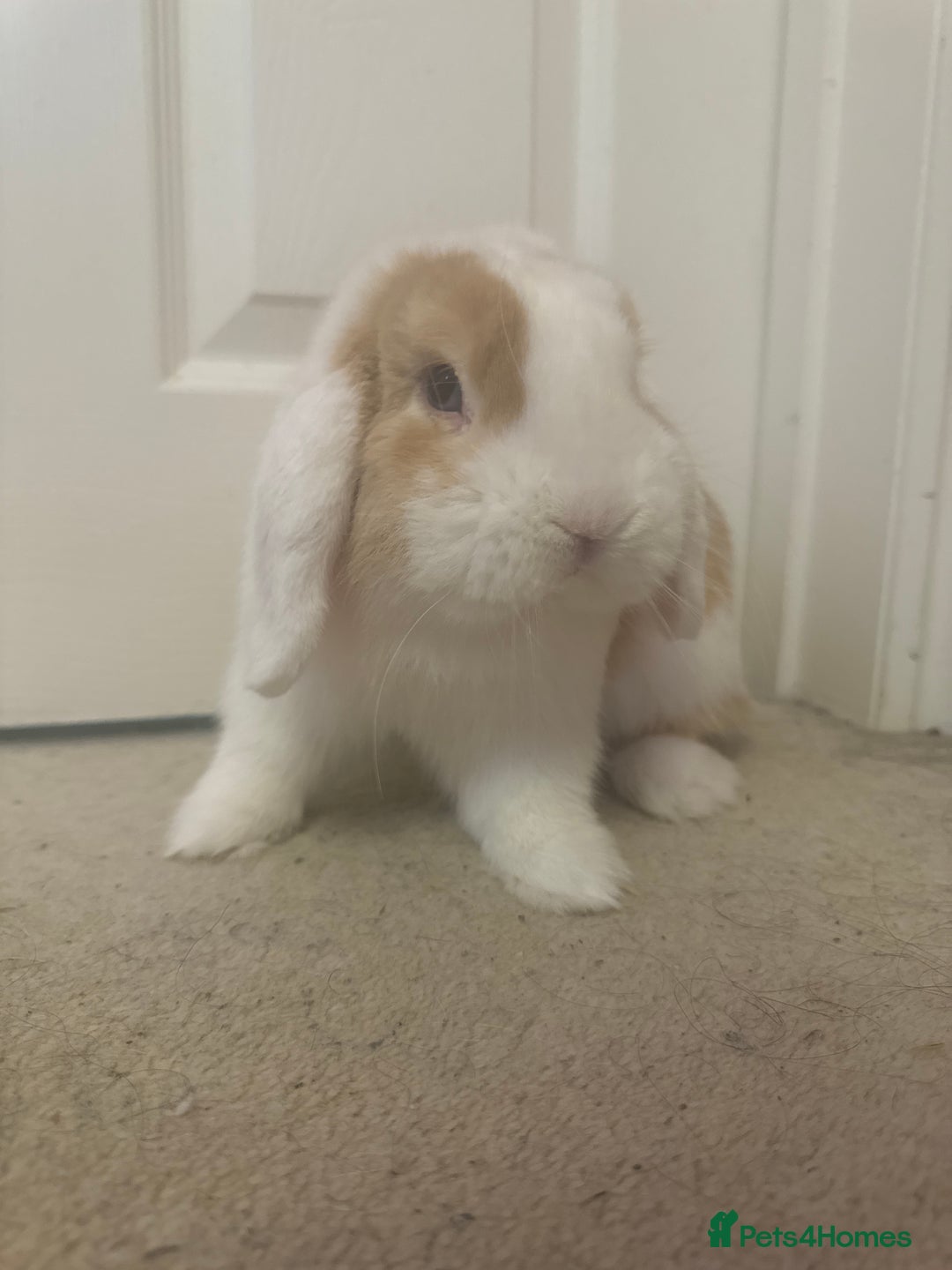 Mini Lop rabbits for sale: Male mini lop in need of friends - Advert 4