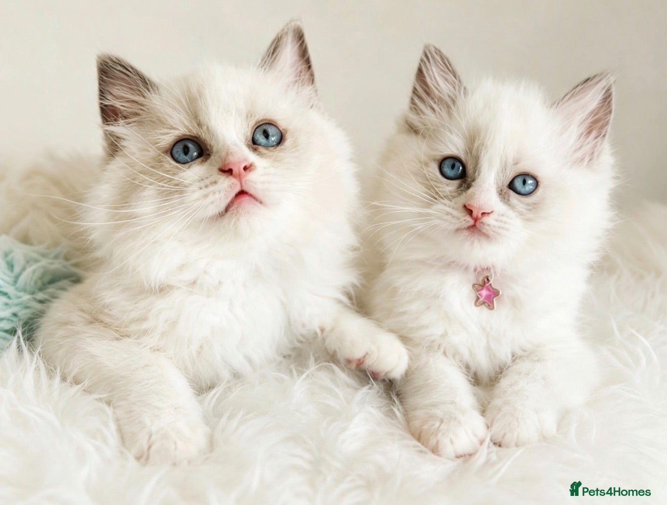 Ragdoll cats Beautiful Boy and girlragdolls - Advert 1