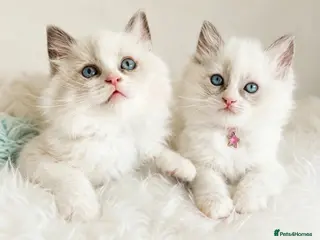 Ragdoll cats Beautiful Boy and girlragdolls - Advert 1
