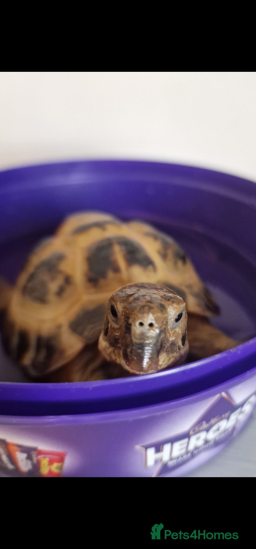 Tortoise reptiles for sale: Tortoise called Turbo - Advert 3