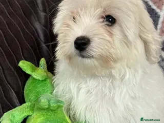 Malshi dogs shihtzu x maltese puppies for sale - Advert 2