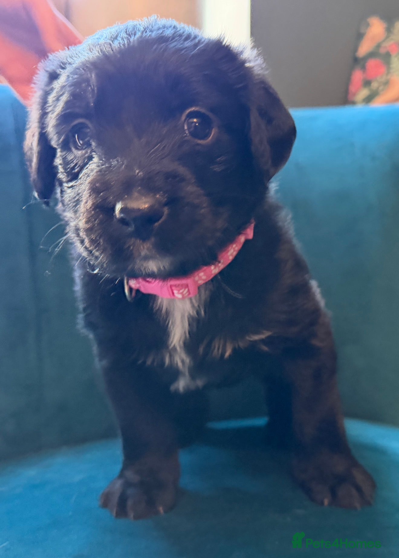 Mixed Breed dogs Beautiful Bernadoodle puppies available  - Advert 2