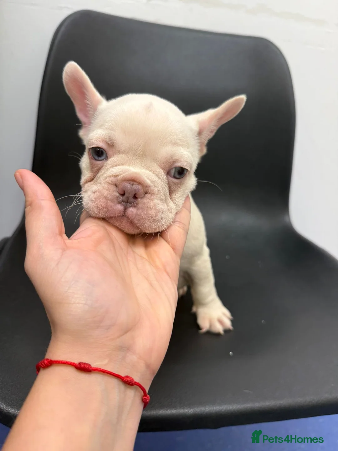 French Bulldog dogs for sale: Fringe bull - Advert 4