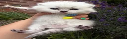 Scottish Fold cats for sale: 💕💕💕❤️❤️Lovely scotish kittens💕💕💕 in Nottingham - Advert 9