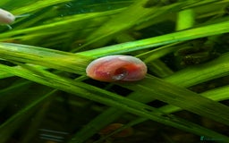 Snails invertebrates for sale: 10x Ramshorn snails Free shipping - Image 6