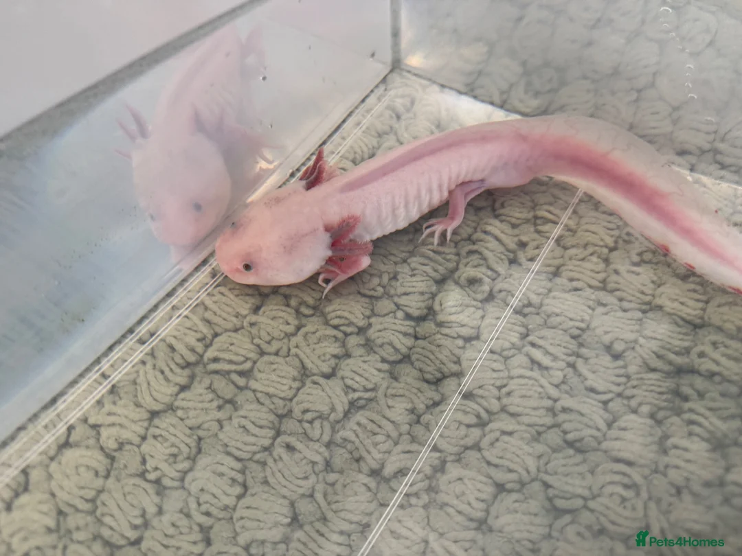 Axolotl reptiles for sale: Male axolotl in Colchester - Advert 1
