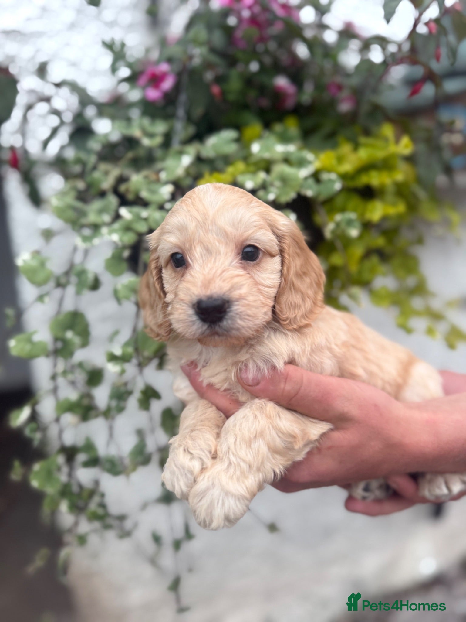 Cockapoo dogs Stunning F1 Cockapoos  - Advert 1