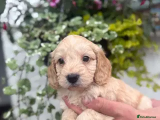 Cockapoo dogs Stunning F1 Cockapoos - Advert 18