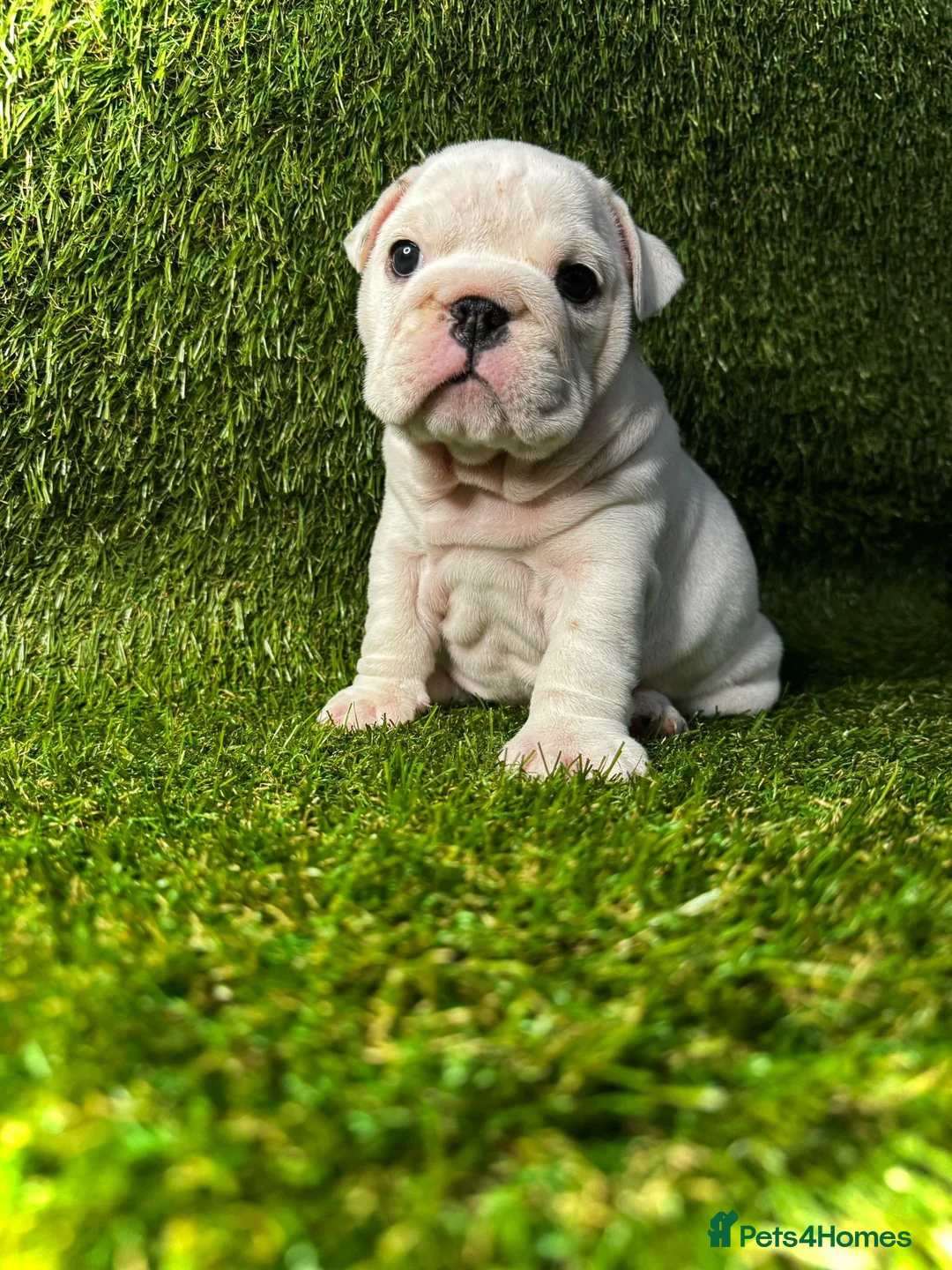 English Bulldog dogs for sale: English Bulldog Puppies - Advert 7